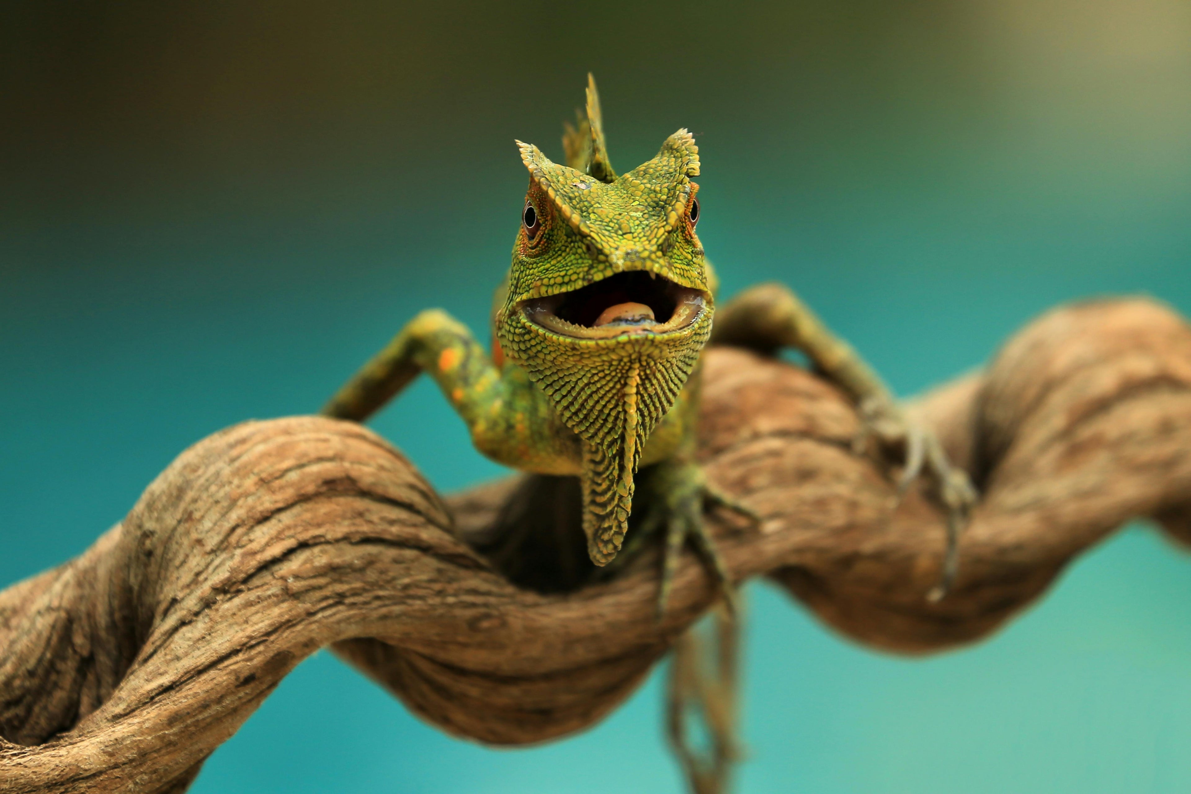 Reptiles
