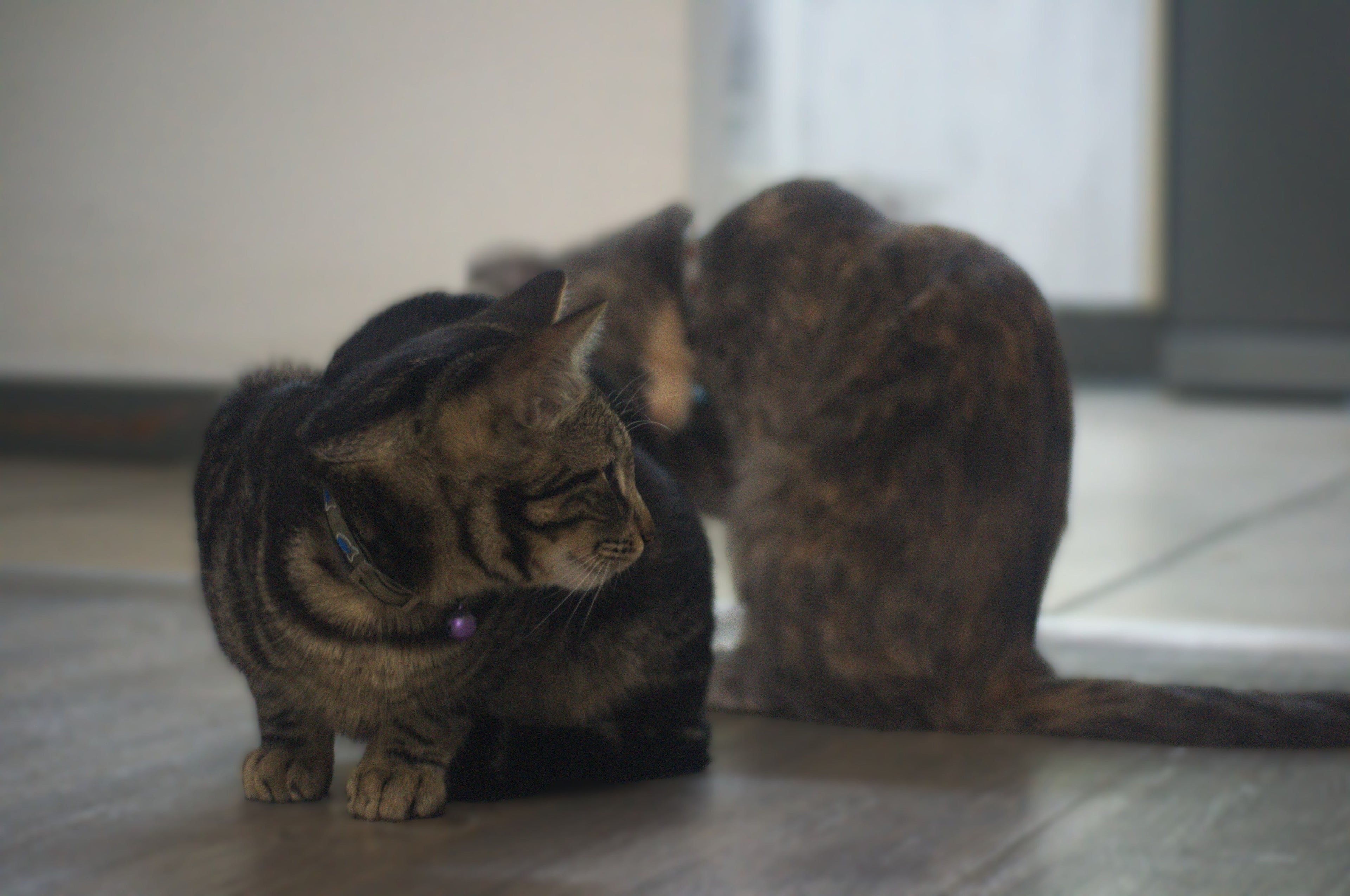 Feline friends
