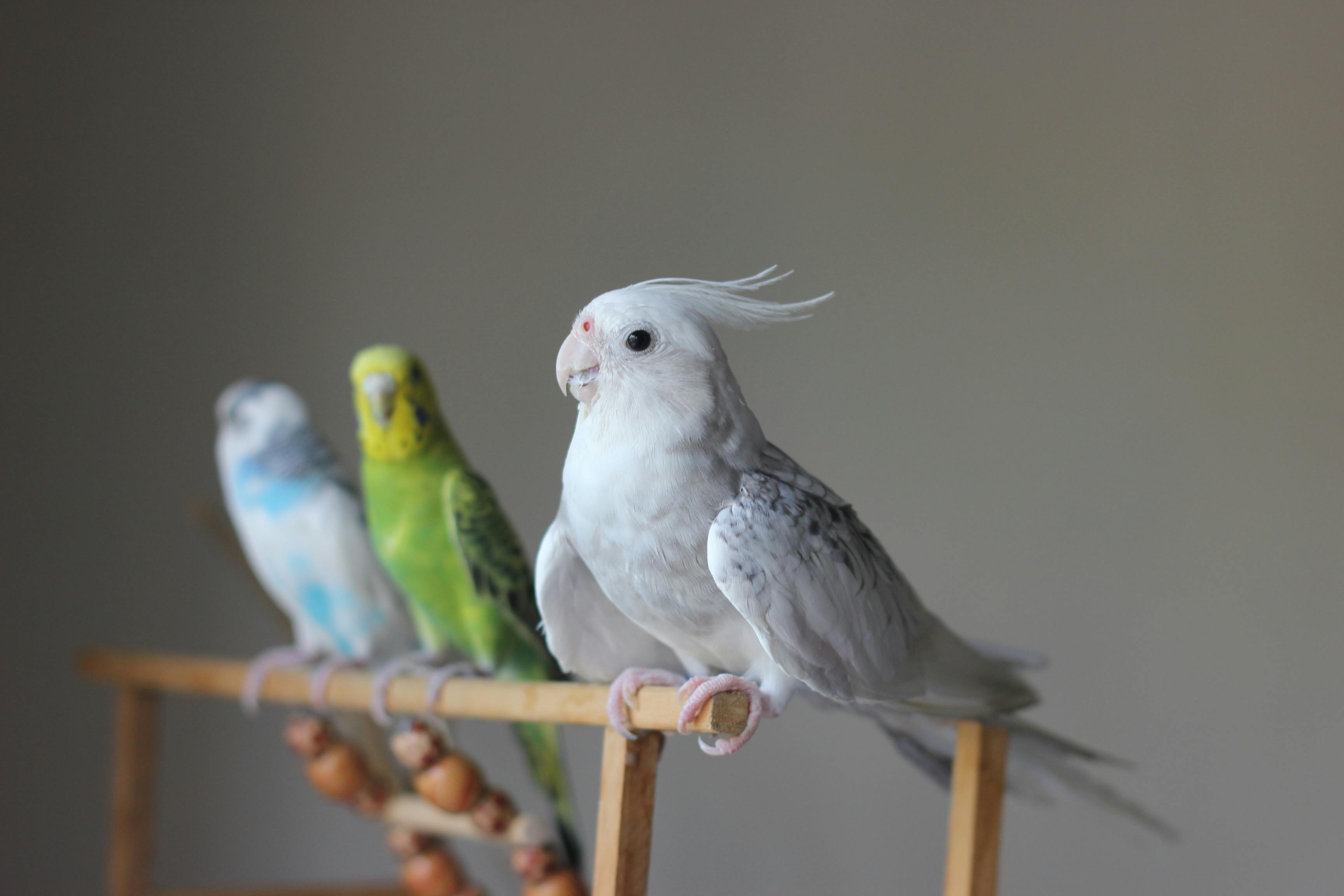 Birds