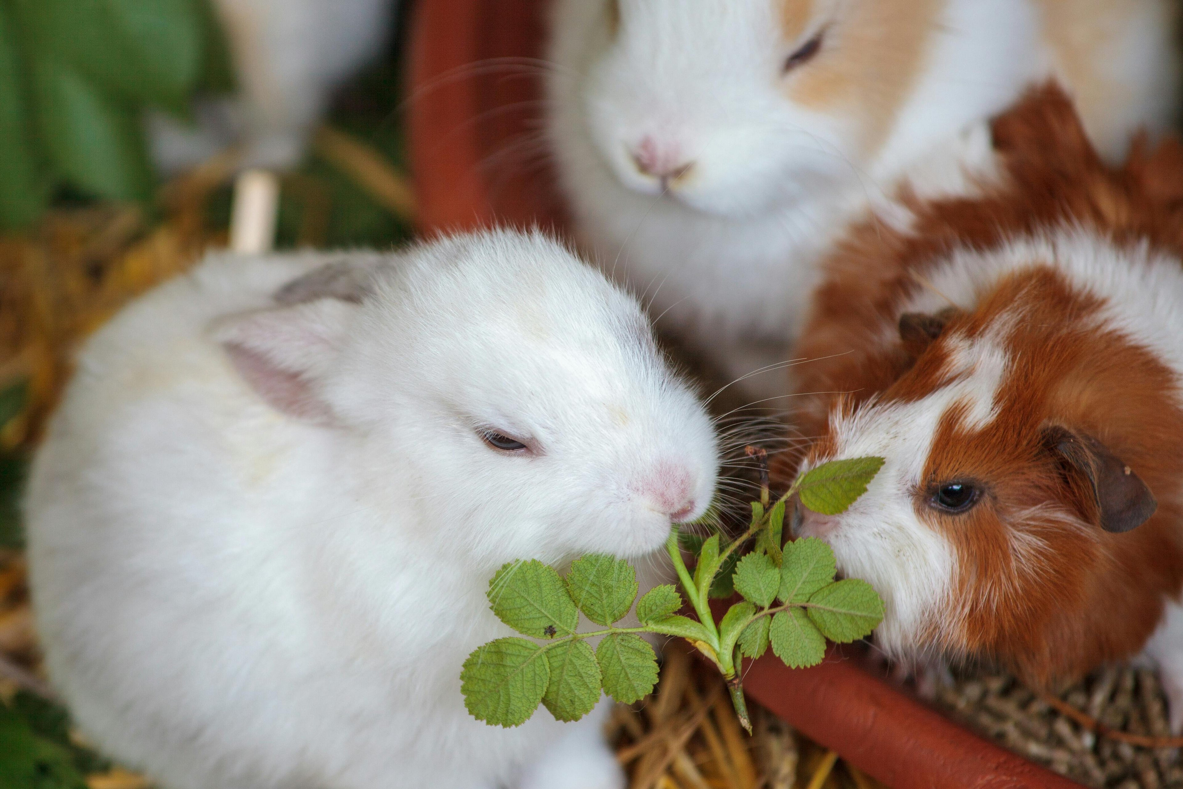 Small Animals