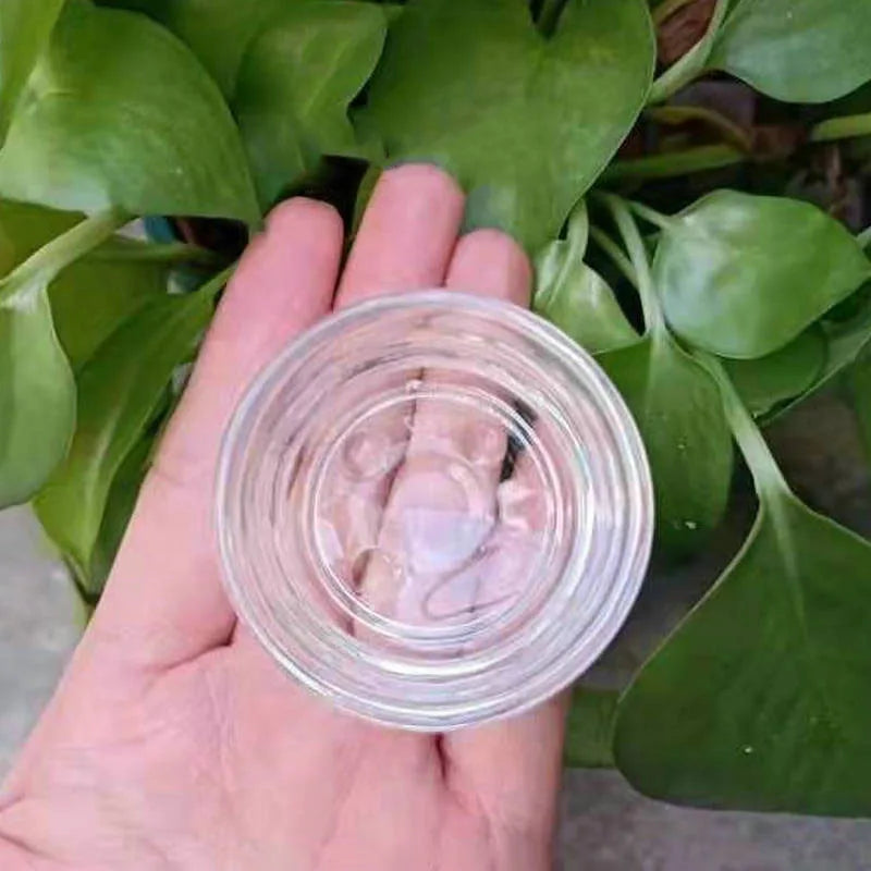 Glass Reptile Food & Water Bowl