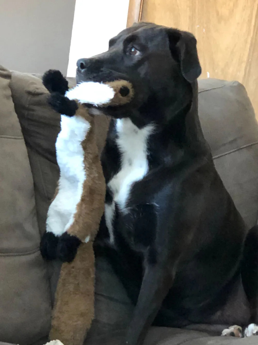 Simulated Animal Dog Toy
