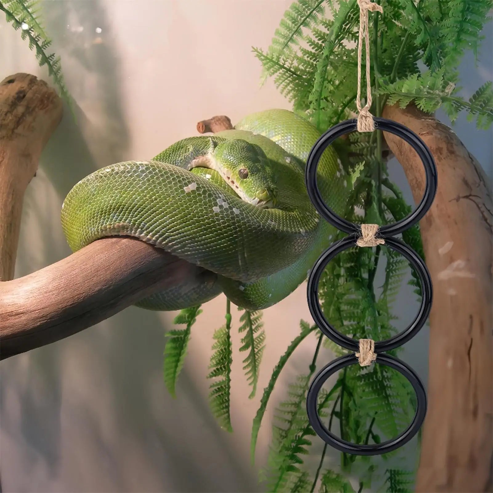 Snake Climbing Toy & Rings