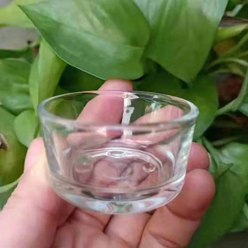 Glass Reptile Food & Water Bowl