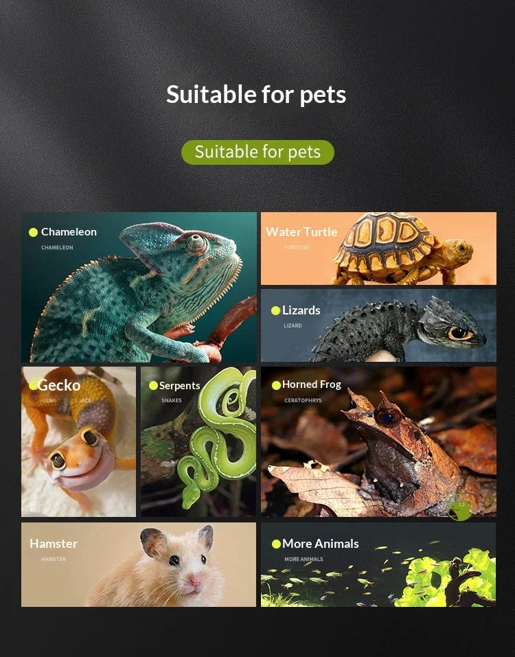 Glass Reptile Display Tank