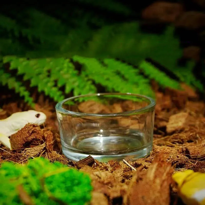 Glass Reptile Food & Water Bowl