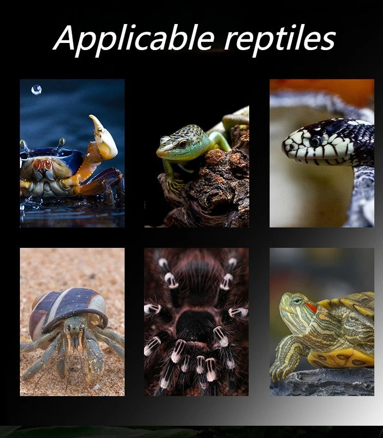 Acrylic Portable Reptile Cage